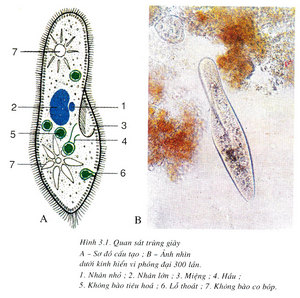 Image result for hình dạng của trùng giày và trùng roi ở