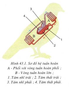 Kết quả hình ảnh cho Vẽ sơ đồ hệ tuần hoàn của chim bồ câu
